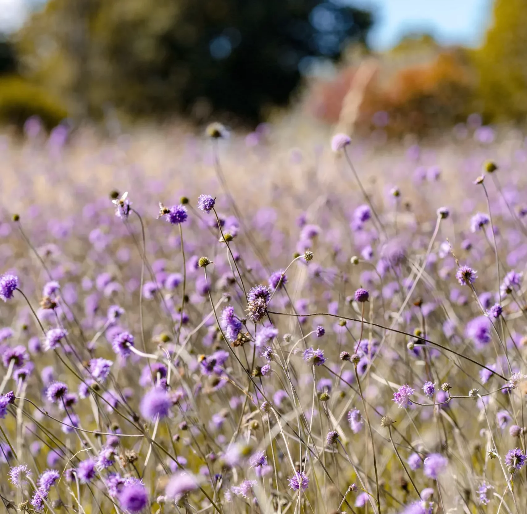 Field of Succisa pratensis